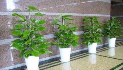 重慶植物租賃告訴你室內擺放植物的好處