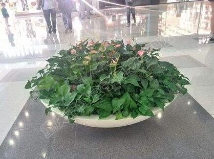 植物租賃.jpg